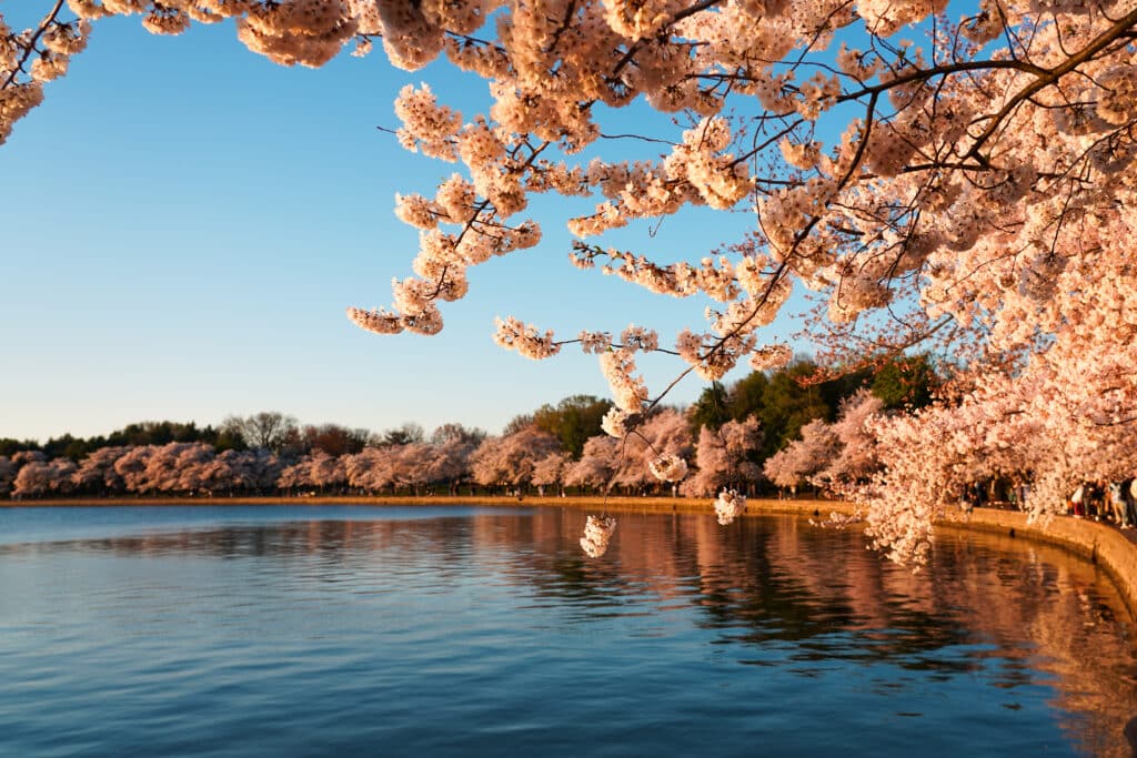 Cherry blossom trees with pink flowers line the edge of a calm lake under a clear blue sky at sunset, their reflections shimmering in the water—a scene straight from a Washington DC travel guide.